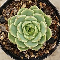 多肉植物エケベリア　ベンバディス Amazon｜ベンバディス 7.5cmポット 多肉植物 エケベリア